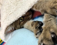 イメージ図